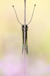 Ascalaphe soufré (Libelloides coccajus)