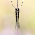 Ascalaphe soufré (Libelloides coccajus)