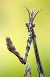 Diablotin, larve d'Empuse commune (Empusa pennata)