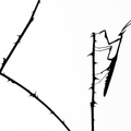Empuse commune (Empusa pennata) mâle