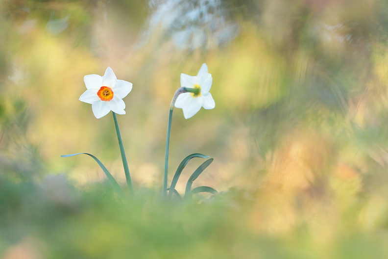 Macro-Fleur-Narcisse-2020-02-23-(9-ret).jpg