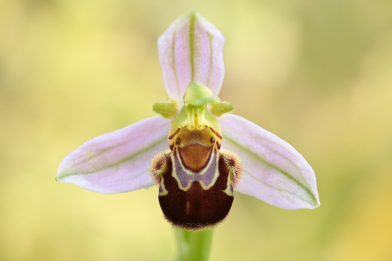 Macro-Fleur-Orchidee-sauvage-bonhomme-2018-05-19-(0stack).jpg