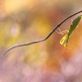 Mante religieuse (Mantis religiosa) femelle