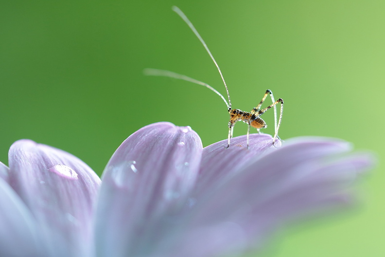 Macro-Insecte-Sauterelle-Leptophie-Fleur-2019-06-09-(10-ret).jpg