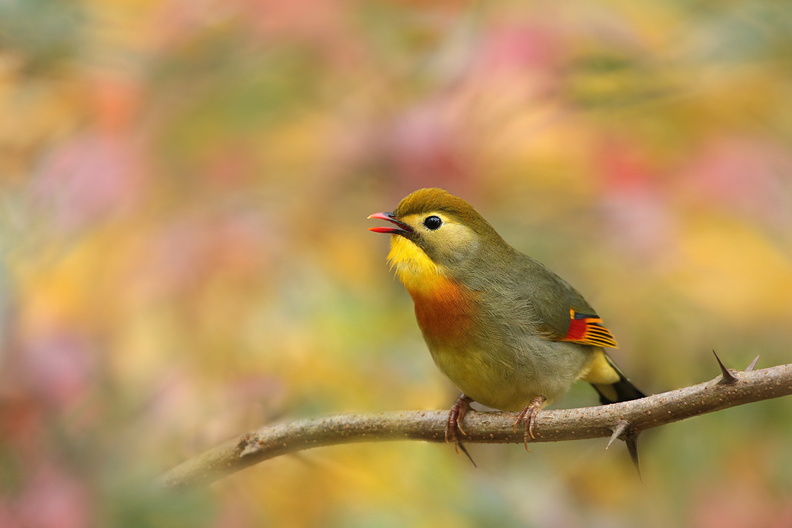 2016-11-13-Oiseau-Leiothrix-jaune-(0-ret2).jpg