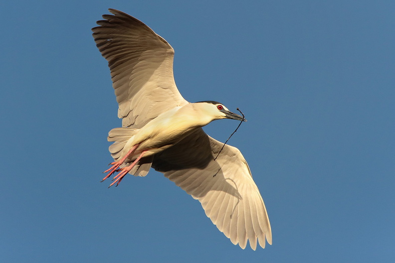 2017-03-26-Oiseau-Heron-bihoreau-(7-ret).jpg