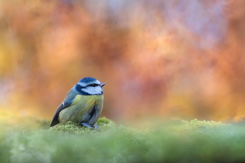 Animalier-Oiseau-Mesange-Bleue-2019-12-03-(28-ret).jpg