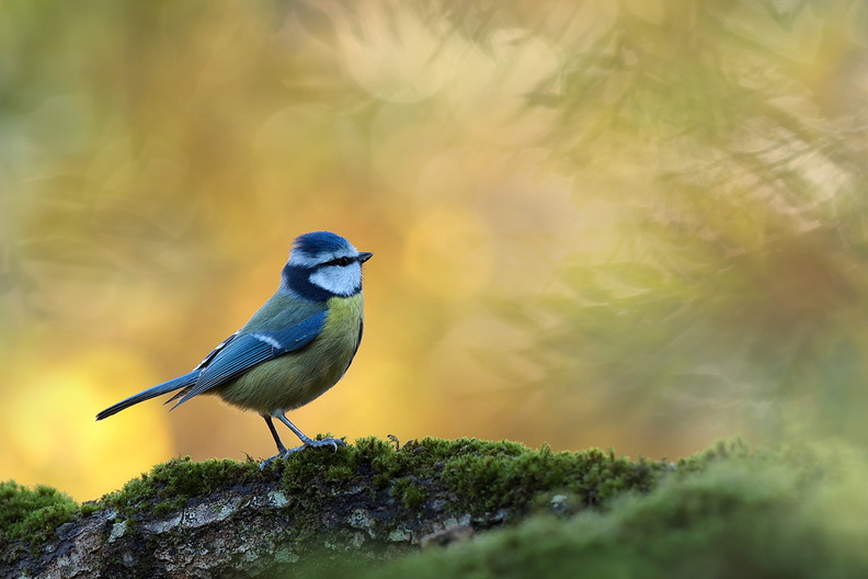 Animalier-Oiseau-Mesange-Bleue-2019-12-03-(36-ret2).jpg