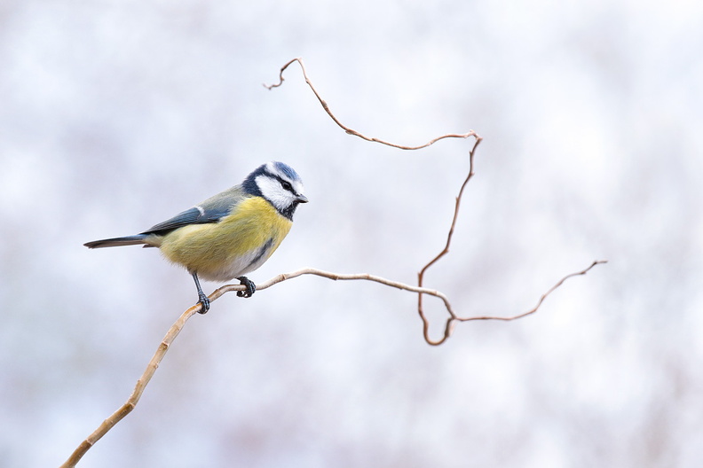 Animalier-Oiseau-Mesange-Bleue-Blanc-2019-12-16-(26-ret).jpg