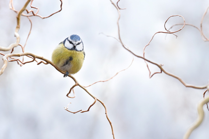 Animalier-Oiseau-Mesange-Bleue-Blanc-2019-12-16-(9-ret).jpg