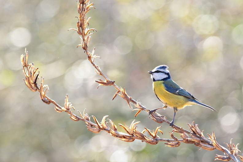 Animalier-Oiseau-Mesange-Bleue-Graines-2020-02-23-(1-ret).jpg
