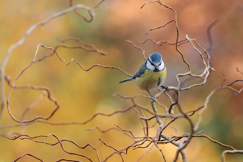 Animalier-Oiseau-Mesange-Bleue-Noueux-Matin-2019-12-05-(40-ret2).jpg