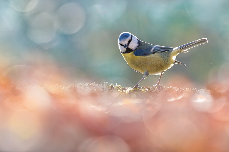 Animalier-Oiseau-Mesange-Bleue-Sol-S1-2019-12-30-(4-ret).jpg