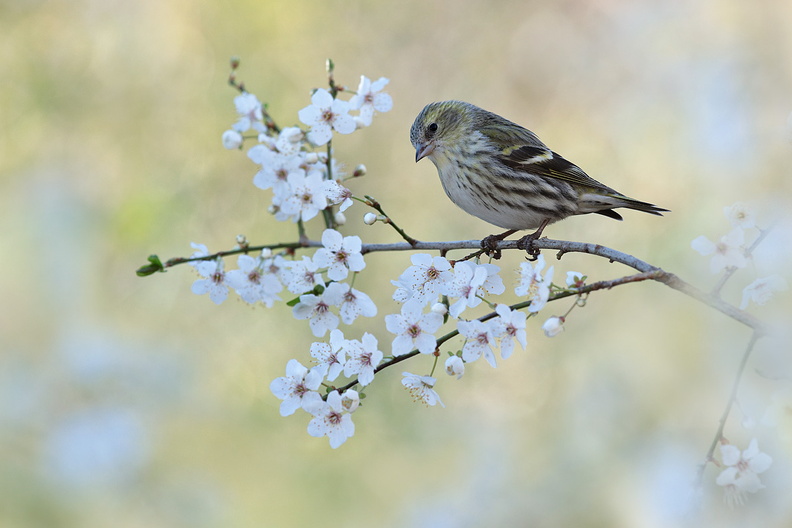 Animalier-Oiseau-Tarin-Femelle-Fleur-2020-02-20-(7-ret).jpg