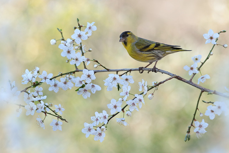 Animalier-Oiseau-Tarin-Male-Fleur-2020-02-20-(5-ret).jpg