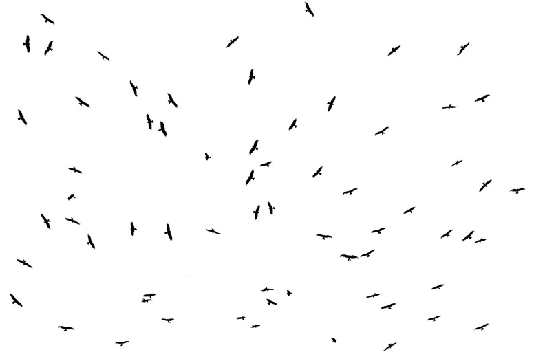 Animalier-Oiseaux-Milan-Noir-Migration-Pyrénées-2022-08-01-(0-ret).jpg