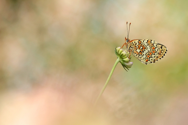 2014-08-24-Papillon-Melitee-serie4-(2).jpg