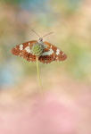 Petit sylvain (Limenitis camilla)