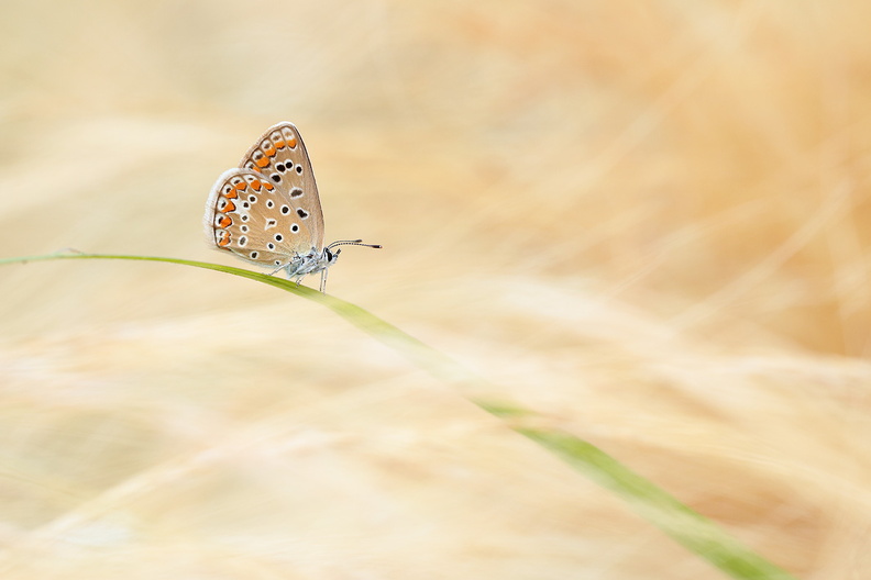 Macro-Papillon-Azure-Femelle-2018-07-08-(13).jpg