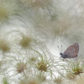 Azuré commun (Polyommatus icarus)