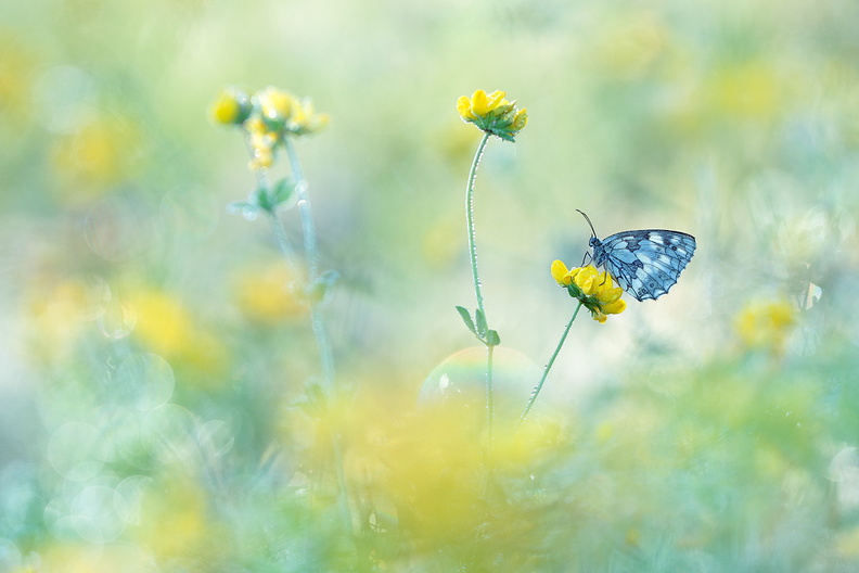 Macro-Papillon-Demi-Deuil-Fleur-jaune-2019-07-12-(5-ret).jpg