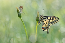 Machaon (Papilio machaon) et Cuivré fuligineux (Lycaena tityrus)