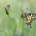 Machaon (Papilio machaon) et Cuivré fuligineux (Lycaena tityrus)
