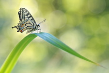 Machaon (Papilio machaon)