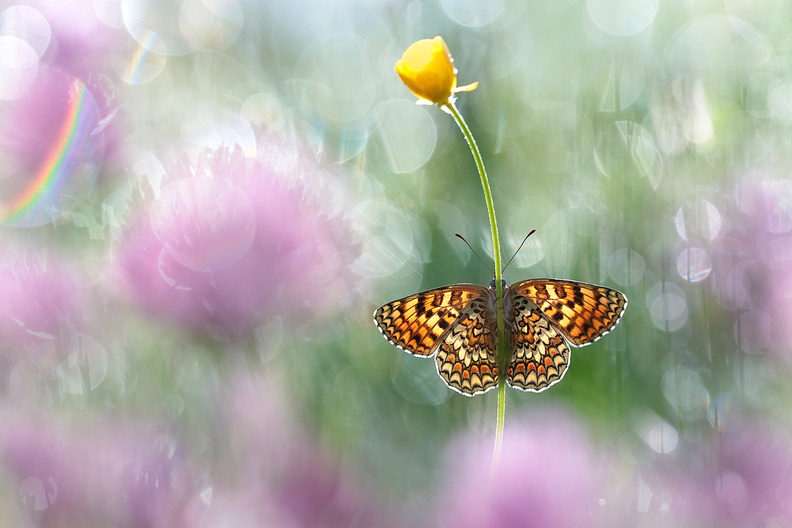 Macro-Papillon-Melitee-Centaurees-Ouvert-Rose-2019-05-10-(4-ret2).jpg