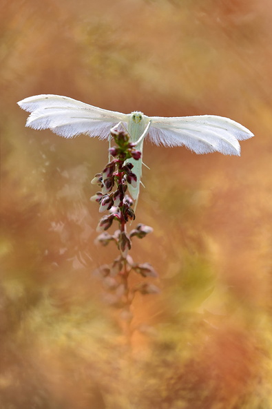 Macro-Papillon-Pterophore-blanc-fougere-2018-09-02-(12-stack-retb).jpg
