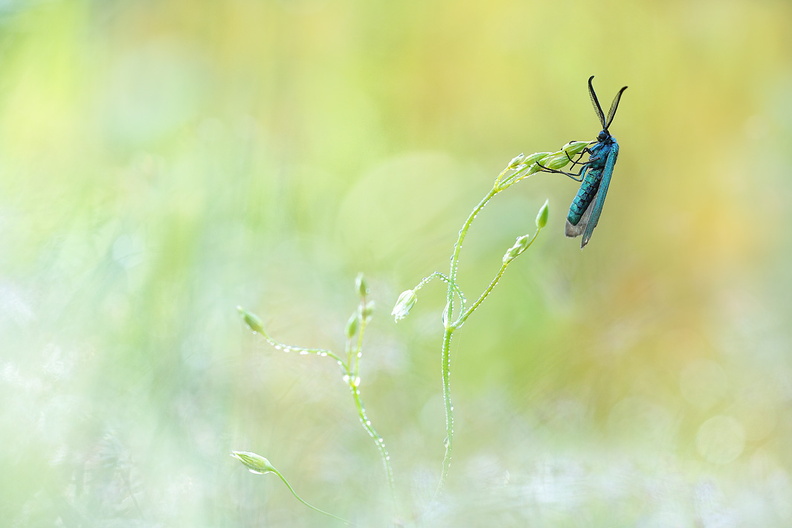 Macro-Papillon-Zygene-Turquoise-2019-06-13-(4-ret).jpg