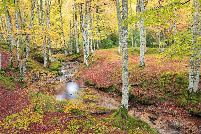 Paysage-Pyrenees-Foret-Automne-Iraty-2020-10-10-(1).jpg