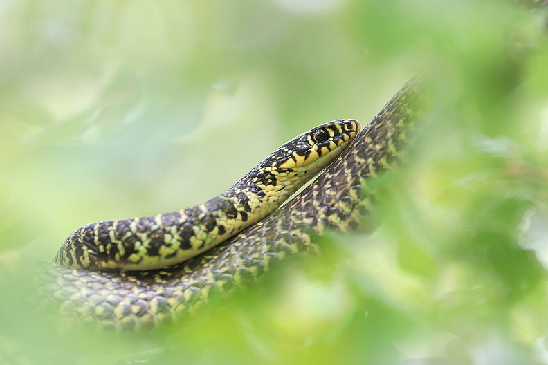 Macro-Reptile-Couleuvre-Verte-Jaune-2023-05-25-(31-ret).jpg