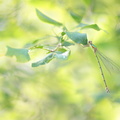 Leste vert (Chalcolestes viridis) femelle immature
