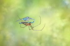 Naïade aux yeux bleus (Erythromma lindenii) mâle