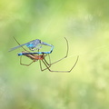 Naïade aux yeux bleus (Erythromma lindenii) mâle