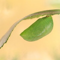 Pacha à deux queues (Charaxes jasius) - Chrysalide le premier jour