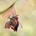 Pacha à deux queues (Charaxes jasius) - Emergence d'une femelle