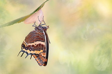 Pacha à deux queues (Charaxes jasius) - Emergence d'une femelle