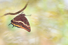 Pacha à deux queues (Charaxes jasius) - femelle