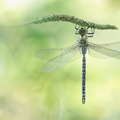 Aeschne bleue (Aeshna cyanea) mâle émergent