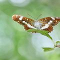 Petit Sylvain (Limenitis camilla)