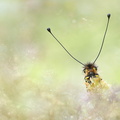 Ascalaphe soufré (Libelloides coccajus)
