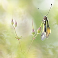 Ascalaphe soufré (Libelloides coccajus)