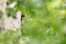 Pic noir (Dryocopus martius)