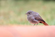 Rougequeue noir (Phoenicurus ochruros) juvénile