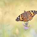 Belle-Dame (Vanessa cardui)