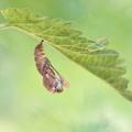 Belle-Dame (Vanessa cardui) -Emergence