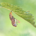 Belle-Dame (Vanessa cardui) -Emergence