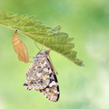 Belle-Dame (Vanessa cardui) -Emergence